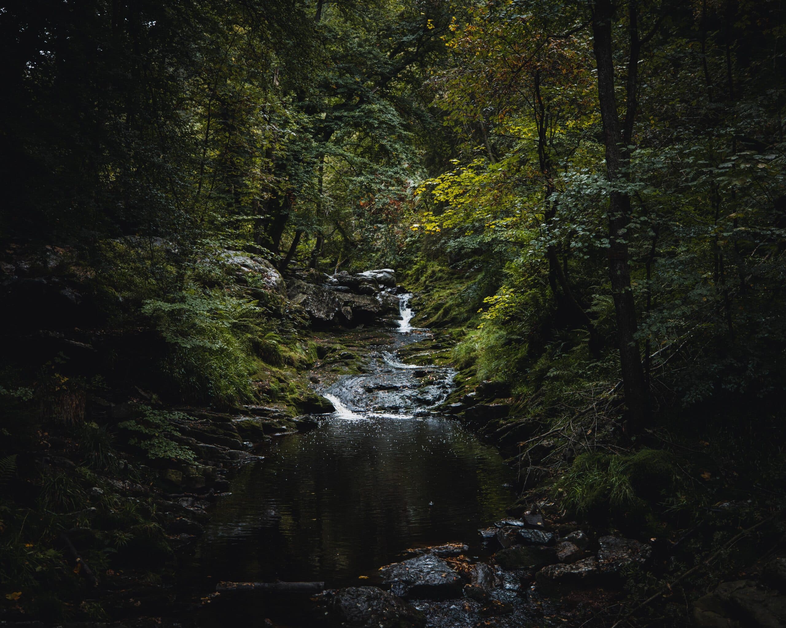 15 BEELD Ardennen maarten reinders unsplash