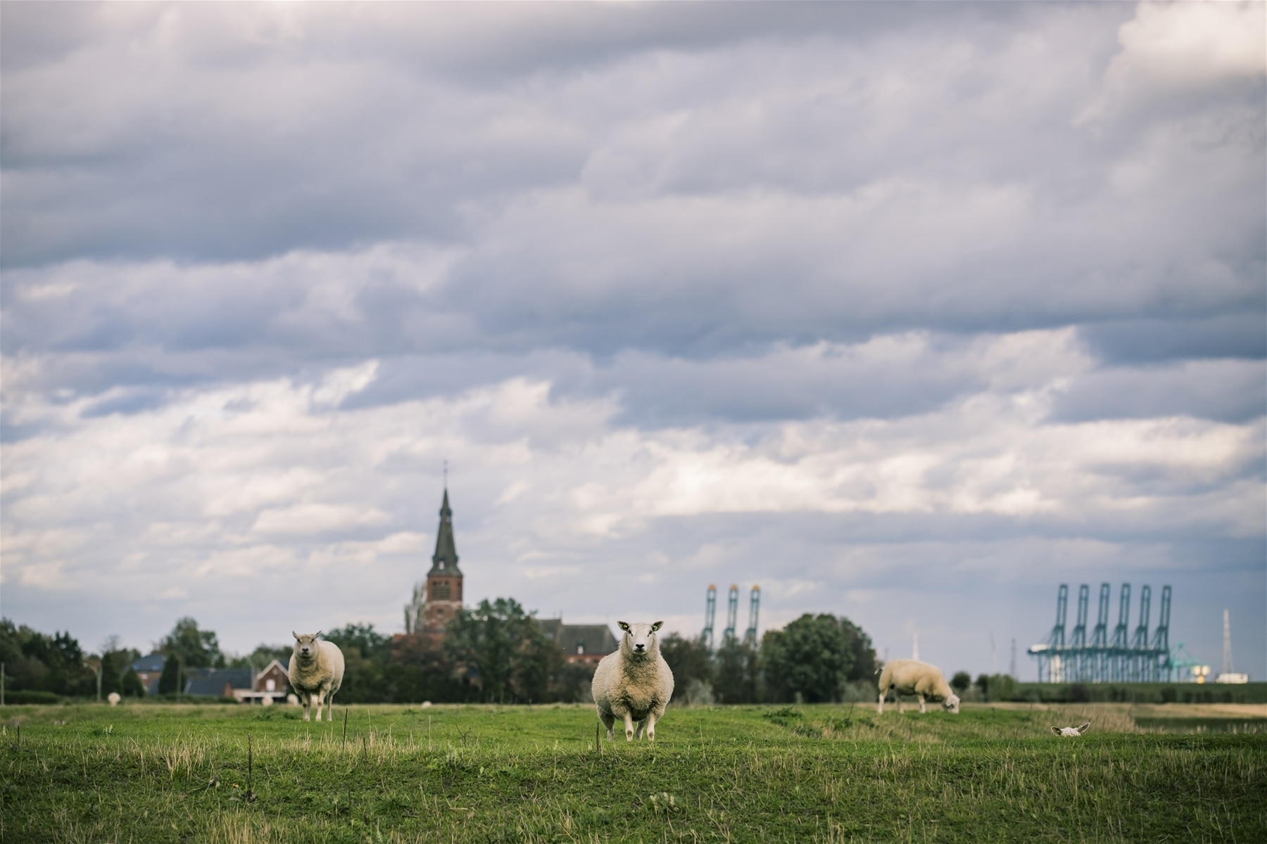 1 De Prosperpolder die deel uitmaakt van het Grenspark Groot Saeftinghe