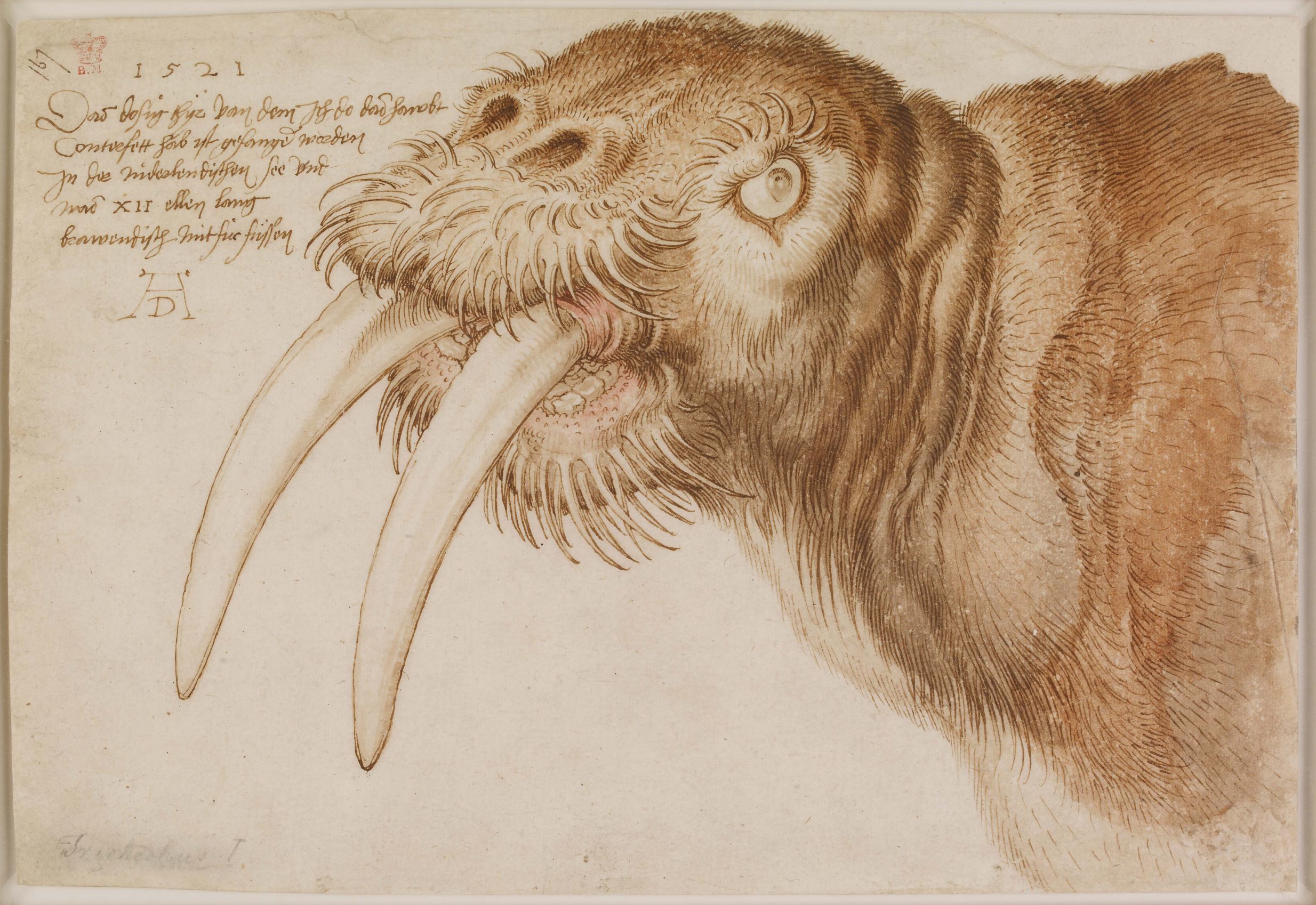 4 Dürer Kop van een walrus affichage