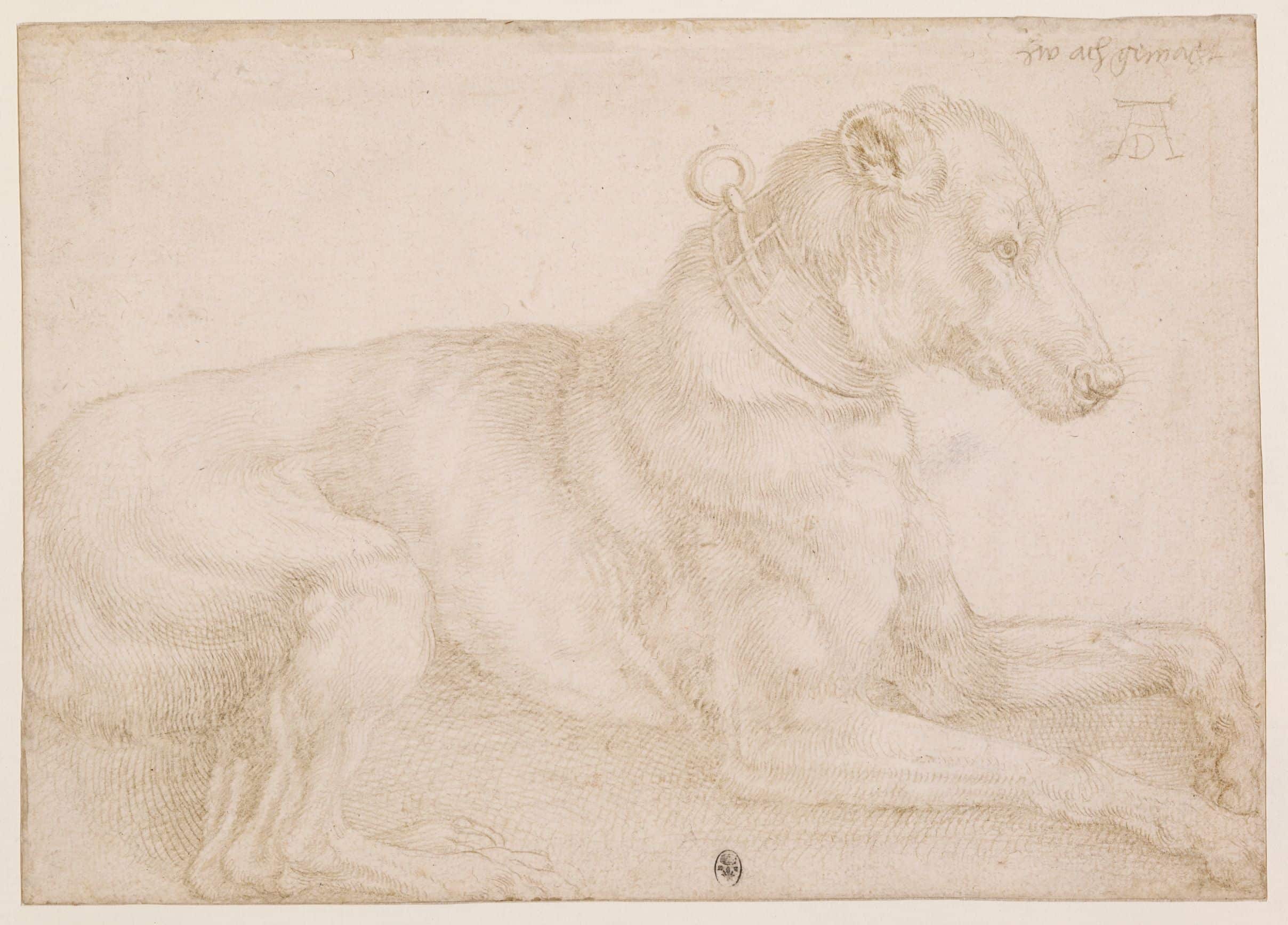 5 Dürer Liggende hond affichage