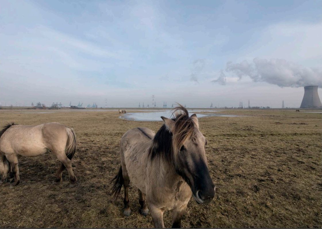 Chevaux et Doel