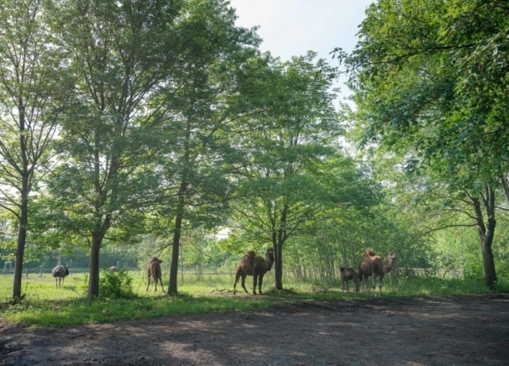 Cosmopolitan Culture Park Koen Vanmechelen 2019 Photo by Kris Vervaeke