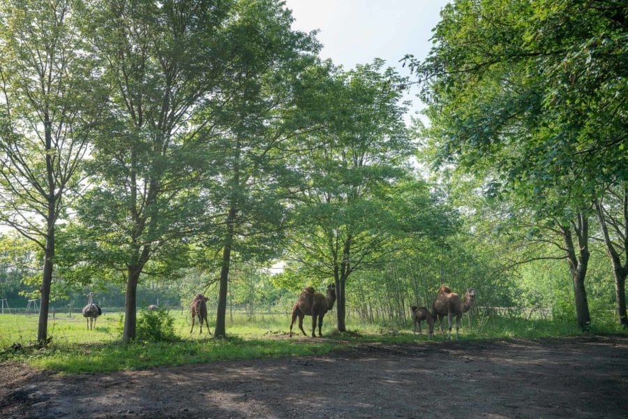 Cosmopolitan Culture Park Koen Vanmechelen 2019 Photo by Kris Vervaeke