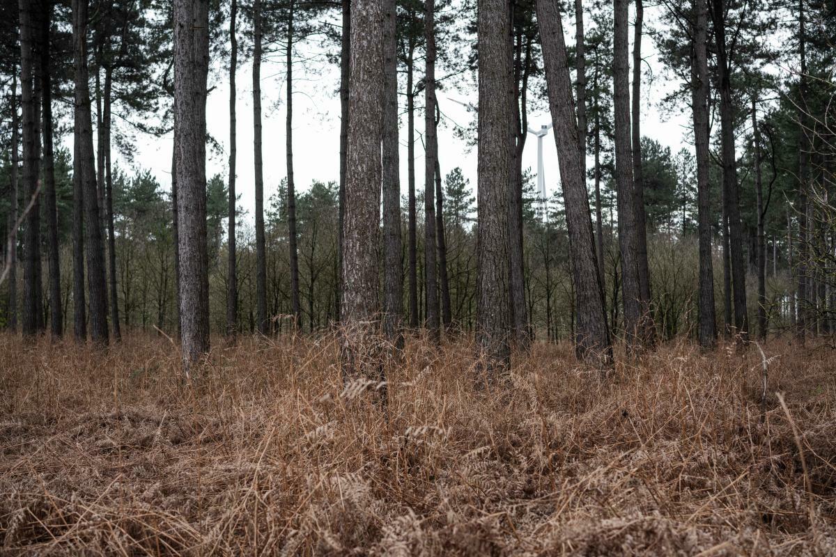 Dring Dring III Oost Vlaanderen 4642 Forêt