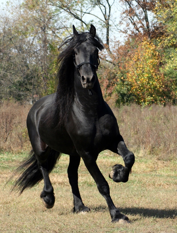 Friesian Stallion