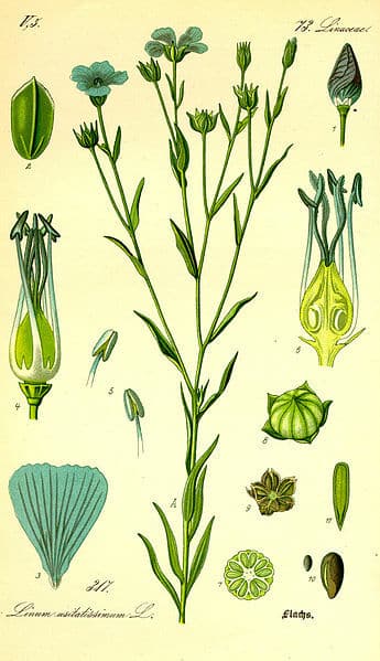 Illustration Linum usitatissimum c wikimedia commons