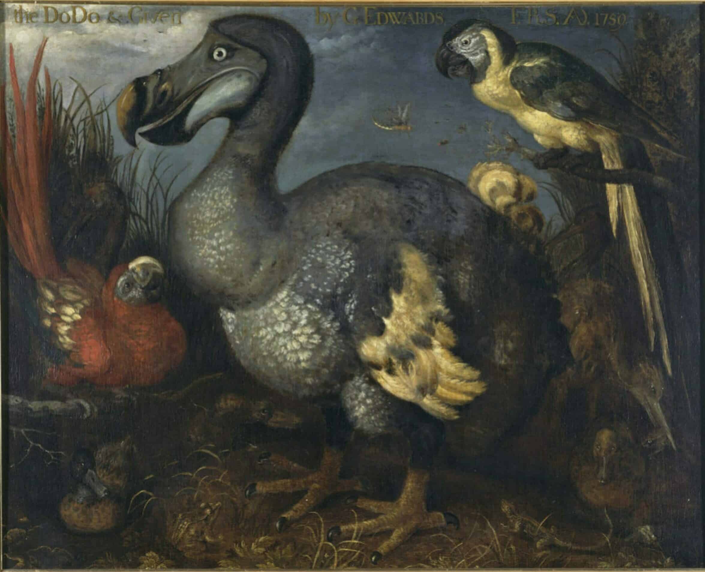 Savery Een dodo met enkele andere vogels c 1630 Natural History Museum Londen