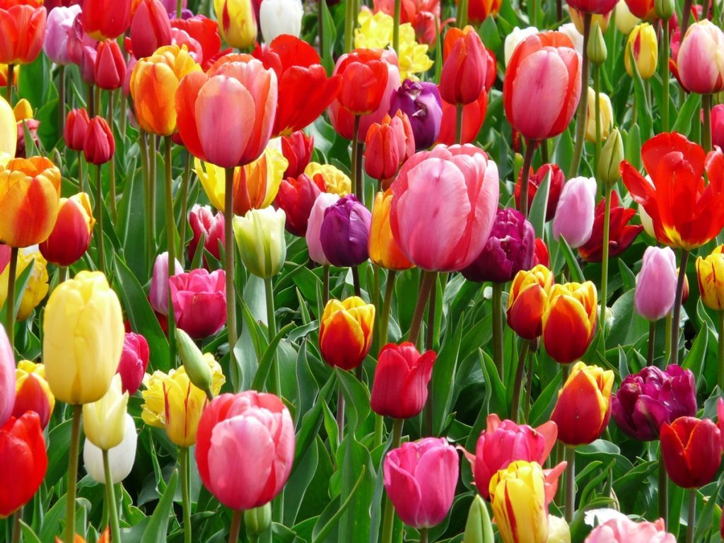 Tulpen 1024x768