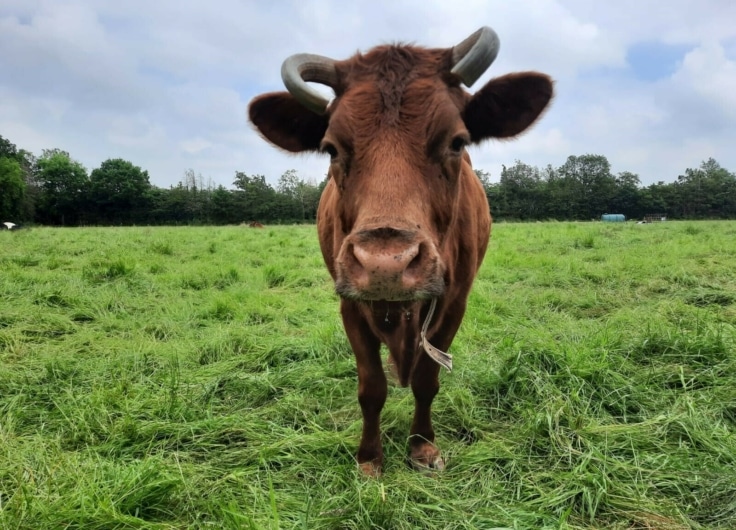 La vache Wakamoe Bert Hollanders