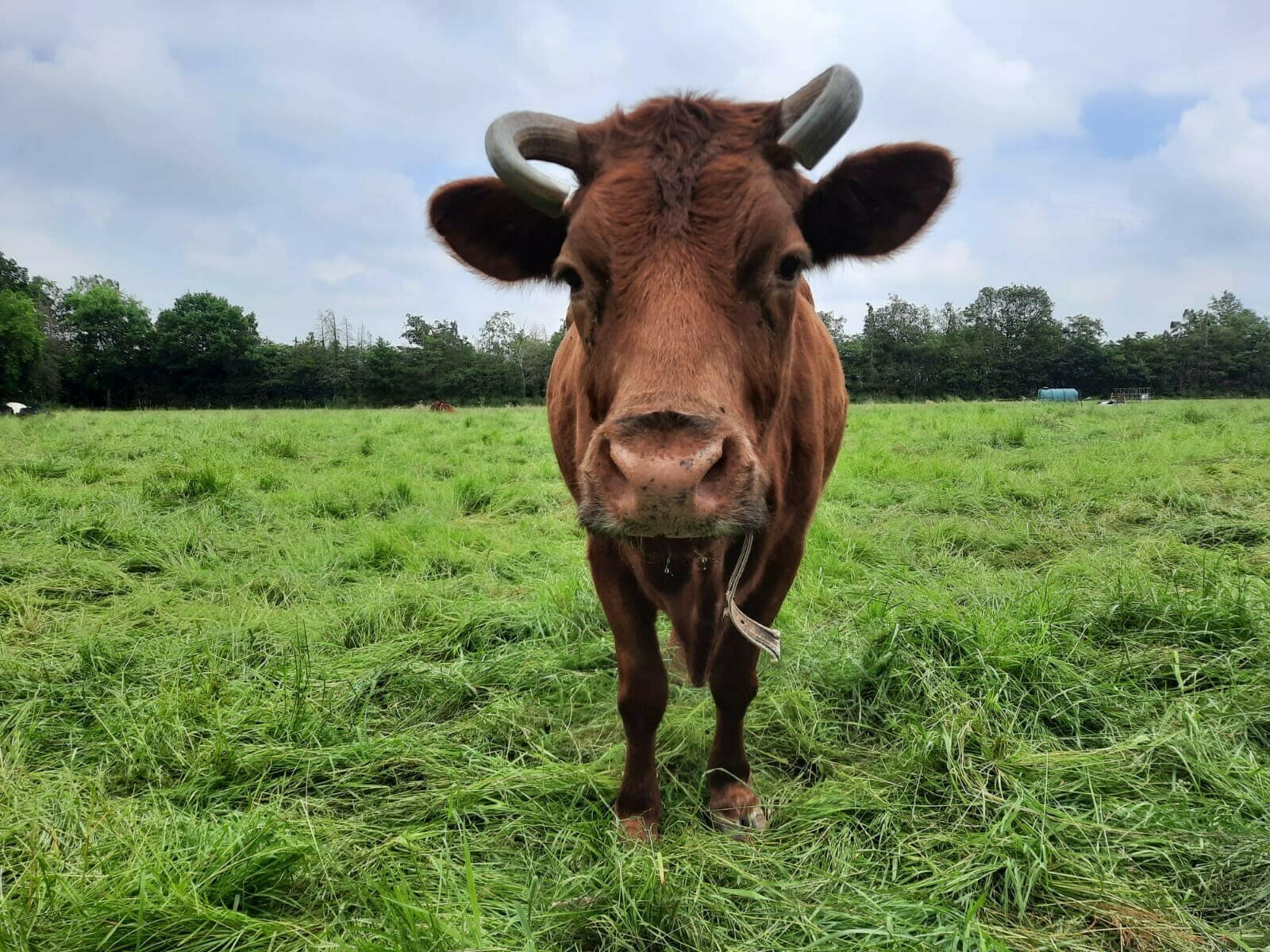 La vache Wakamoe Bert Hollanders