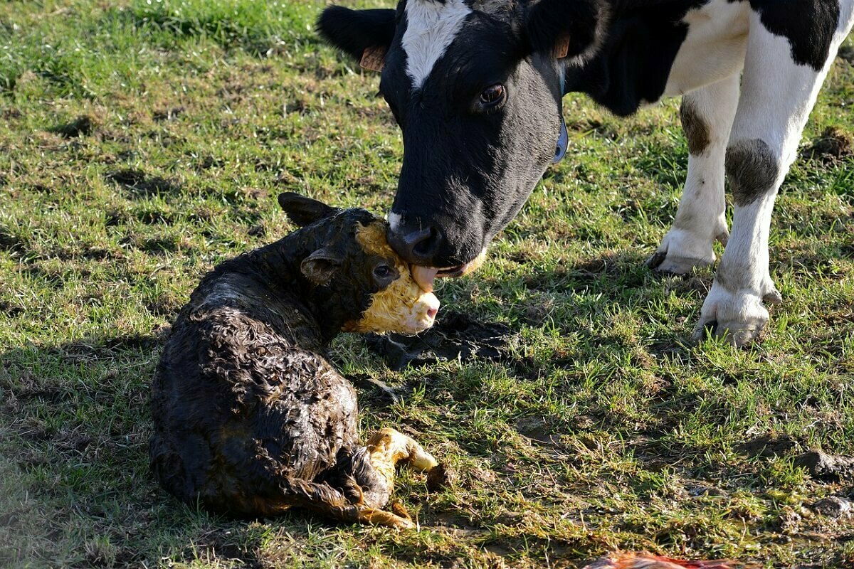 Une vache lèche son veau venant de naître