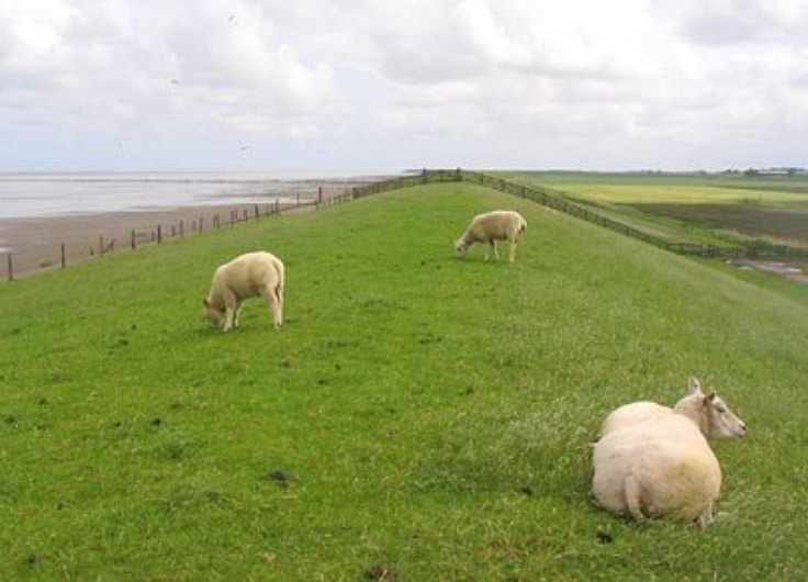 Dijk 4 koehool ogb