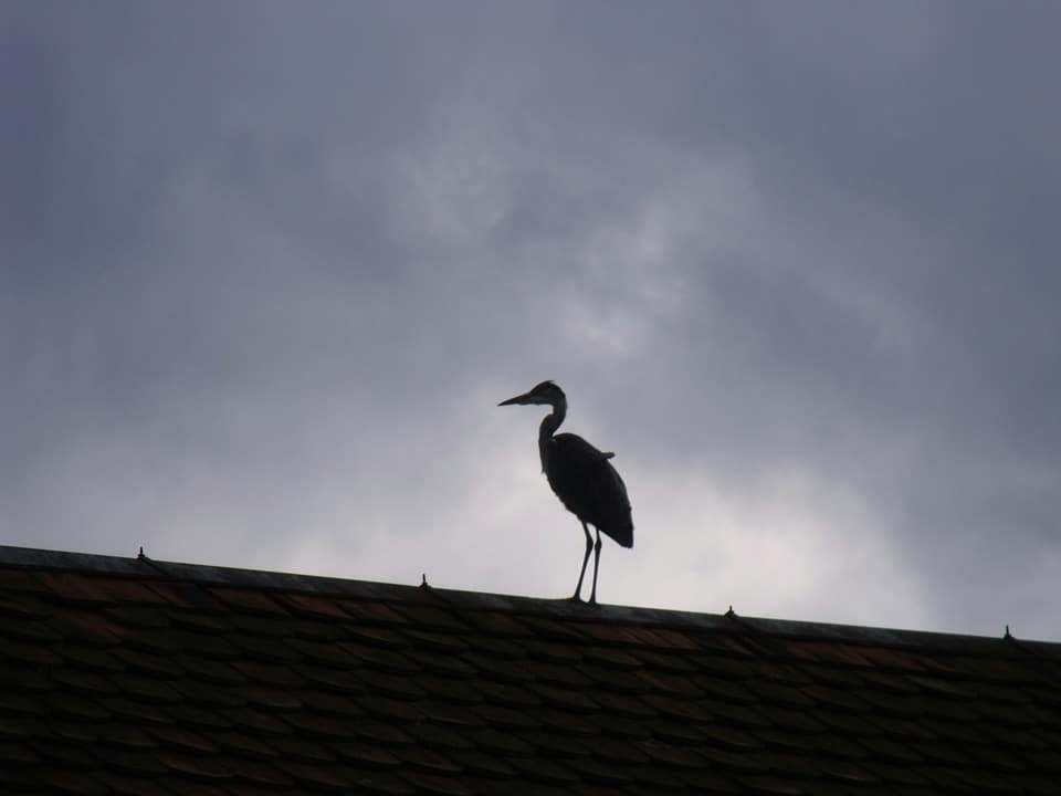 Heron-423444_960_720