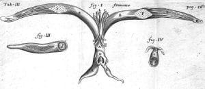 Planche anatomique du clitoris Regnier De Graaf Histoire anatomique des parties génitales de lhomme et de la femme 1649