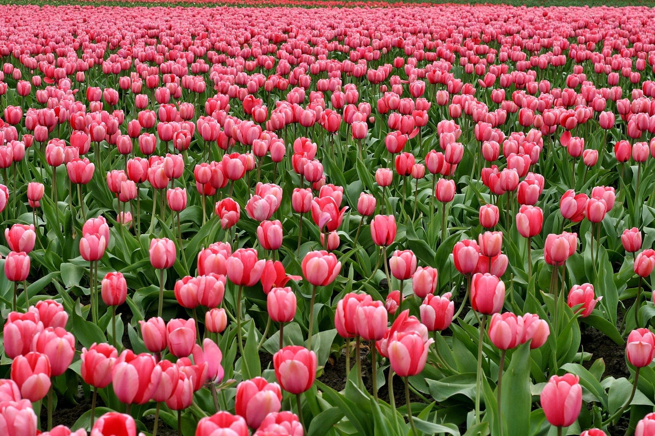 Tulips flowers fish eye red 66896