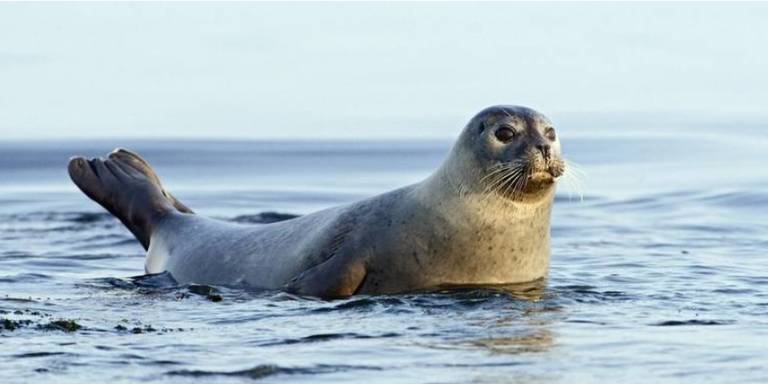 Zeehond